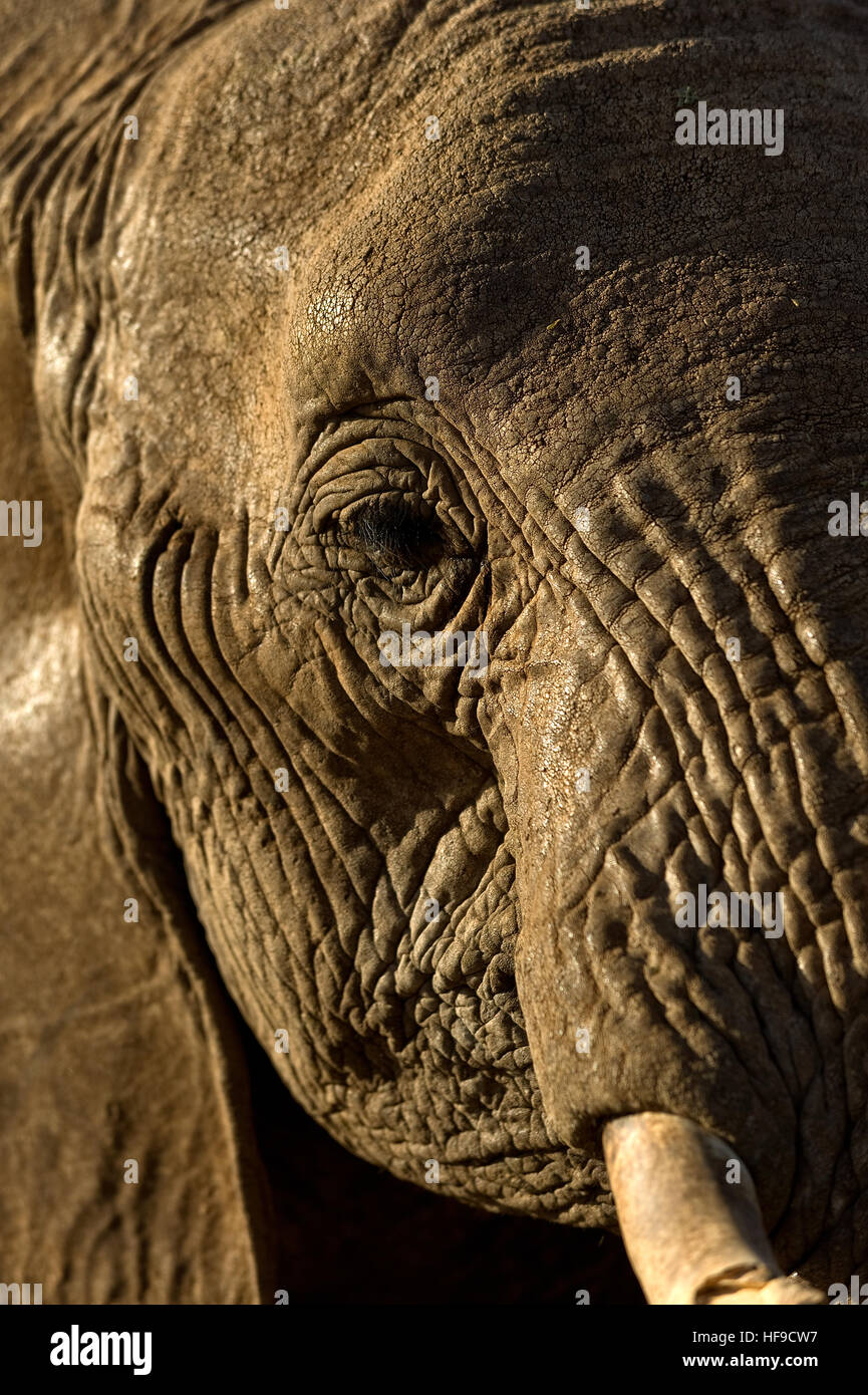 Elefant-Auge Stockfoto