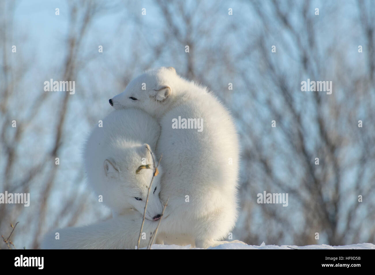 arctic-foxes-fotos-und-bildmaterial-in-hoher-aufl-sung-alamy