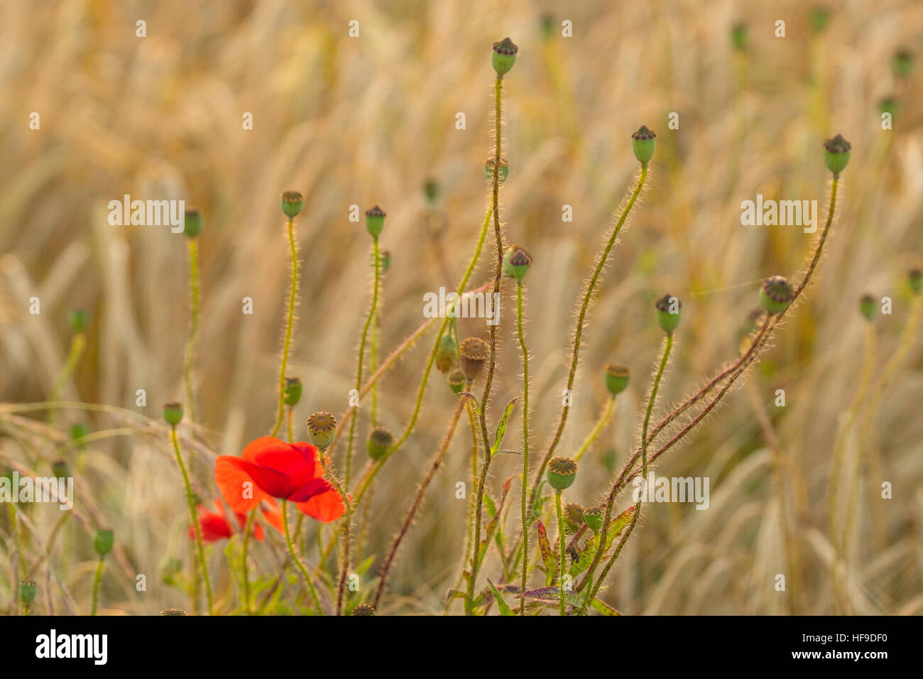 Mohnblume und Samen leitet in ein Gerstenfeld. Stockfoto