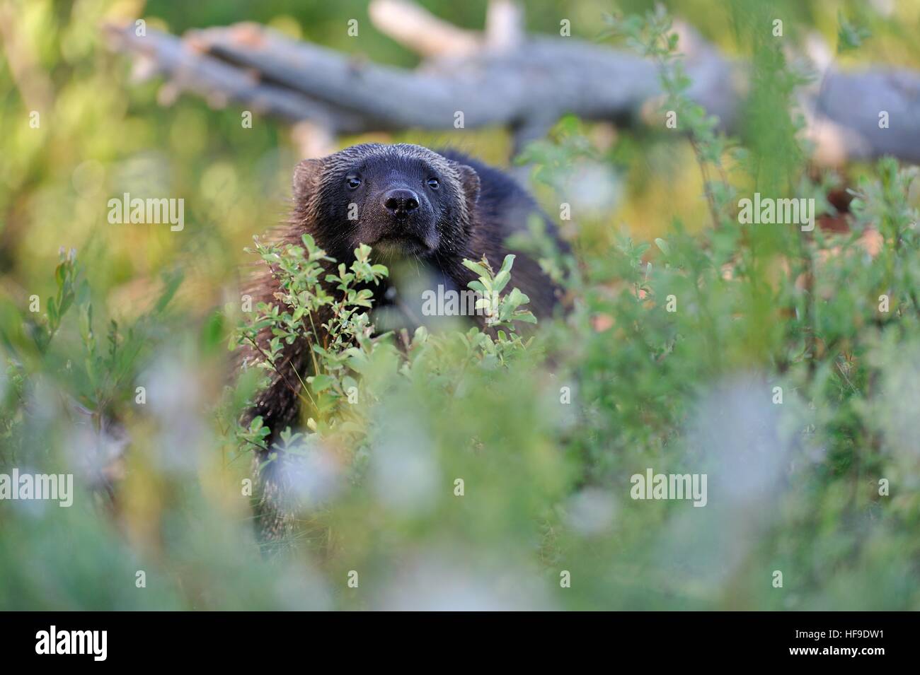 Wolverine-Porträt Stockfoto