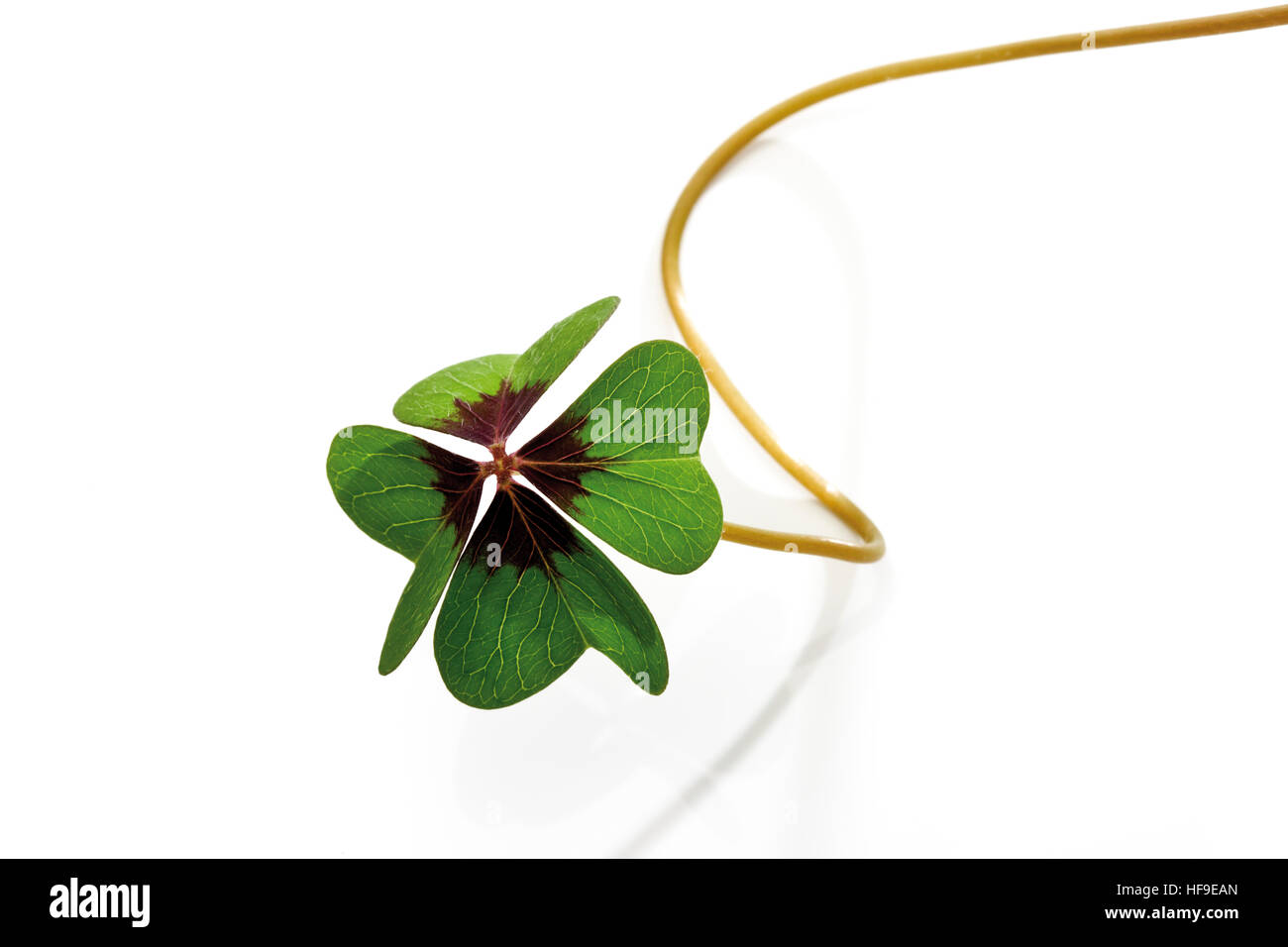 Lucky Clover, vierblättriges Kleeblatt Stockfoto
