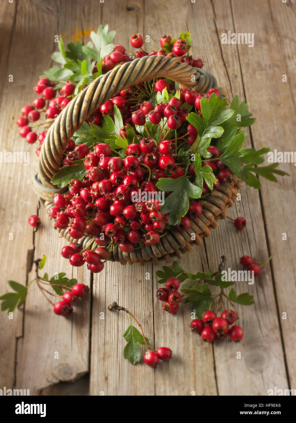 Mai-Baum, Weißdorn oder Hawberry (Crataegus SP.), frische Beeren und Laub im Korb auf Holzbohlen Stockfoto