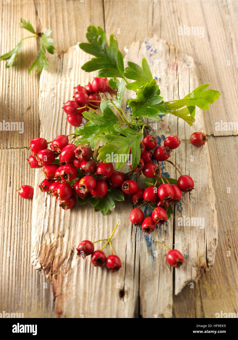 Maibaum, Weißhornbaum oder Hasbeere (Crataegus sp.), frische Beeren und Laub auf Holz Stockfoto