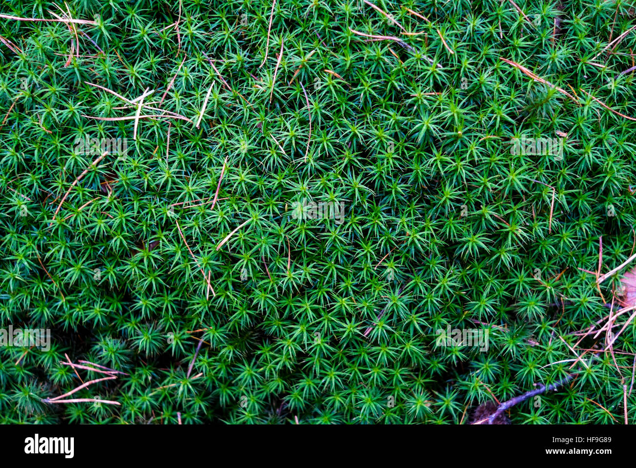 Sternförmige Moos auf einem Felsen (Sagina Subulata) Stockfoto
