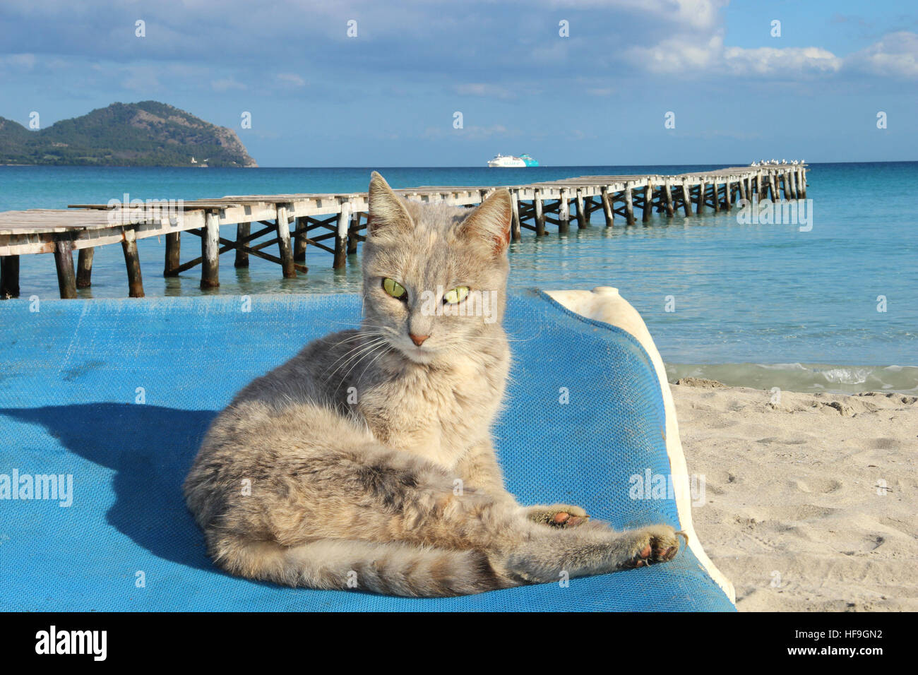 Hauskatze, blau Tabby, liegend auf einer Chaiselongue blauer Strand am Strand von Playa de Muro, Balearen, Mallorca, Spanien Stockfoto