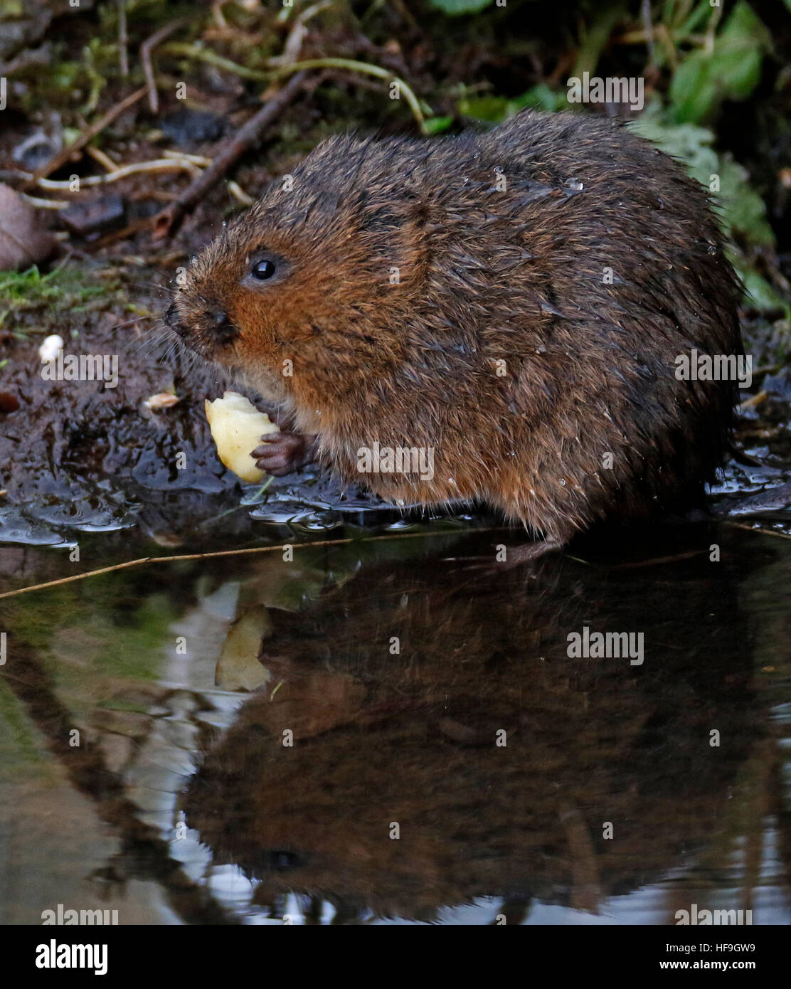 Europäische Wasser-Wühlmaus (Arvicola amphibischen), Stockfoto