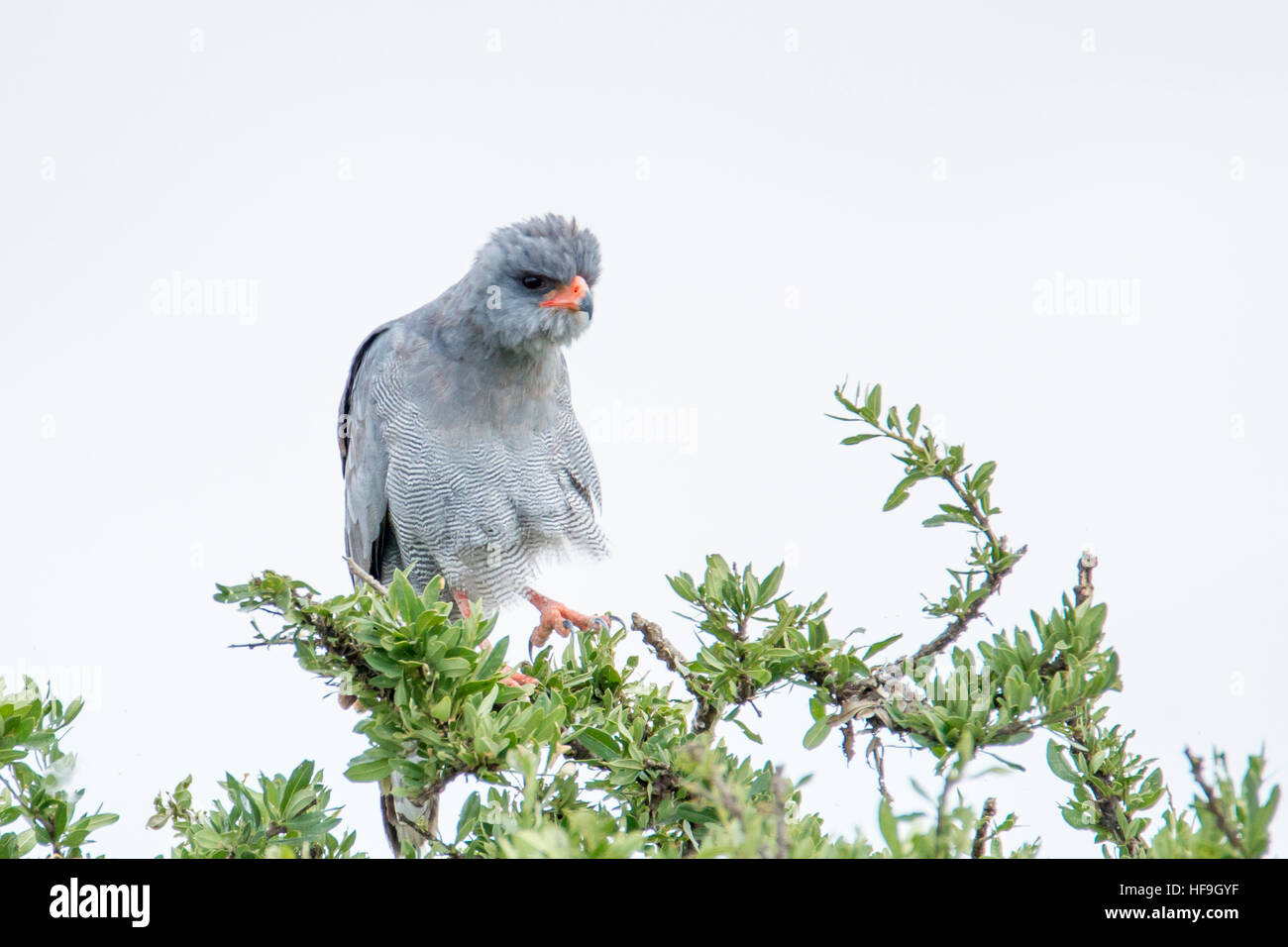 Dunkle Chanten, Habicht adult thront auf der Spitze eines Baumes, Kopf nach vorne, Valley Camp Mara Naboisho Conservancy Kenia Afrika Stockfoto