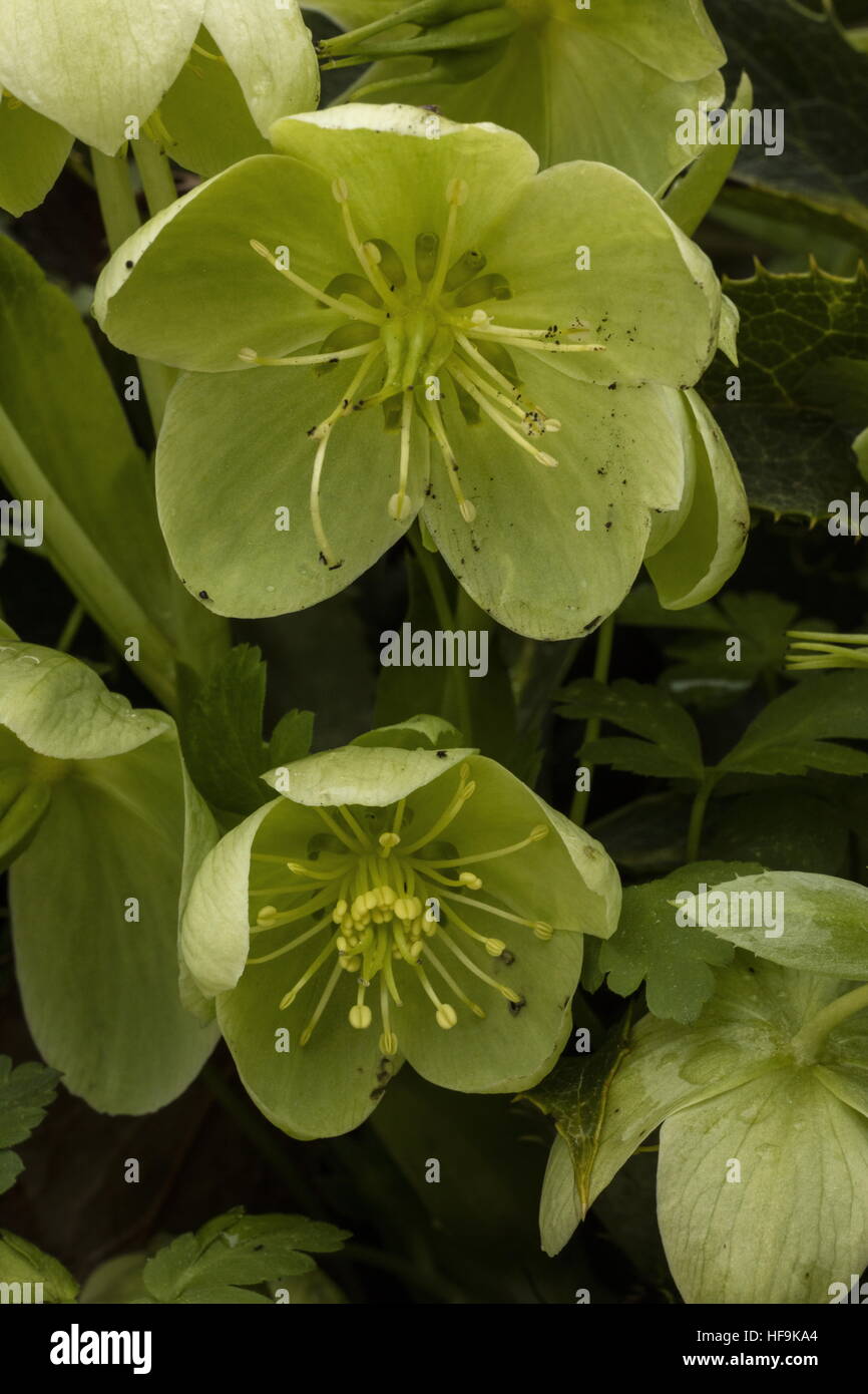 Korsische Nieswurz, Helleborus Argutifolius, in freier Wildbahn am Col de Bavella, Corsica, Stockfoto