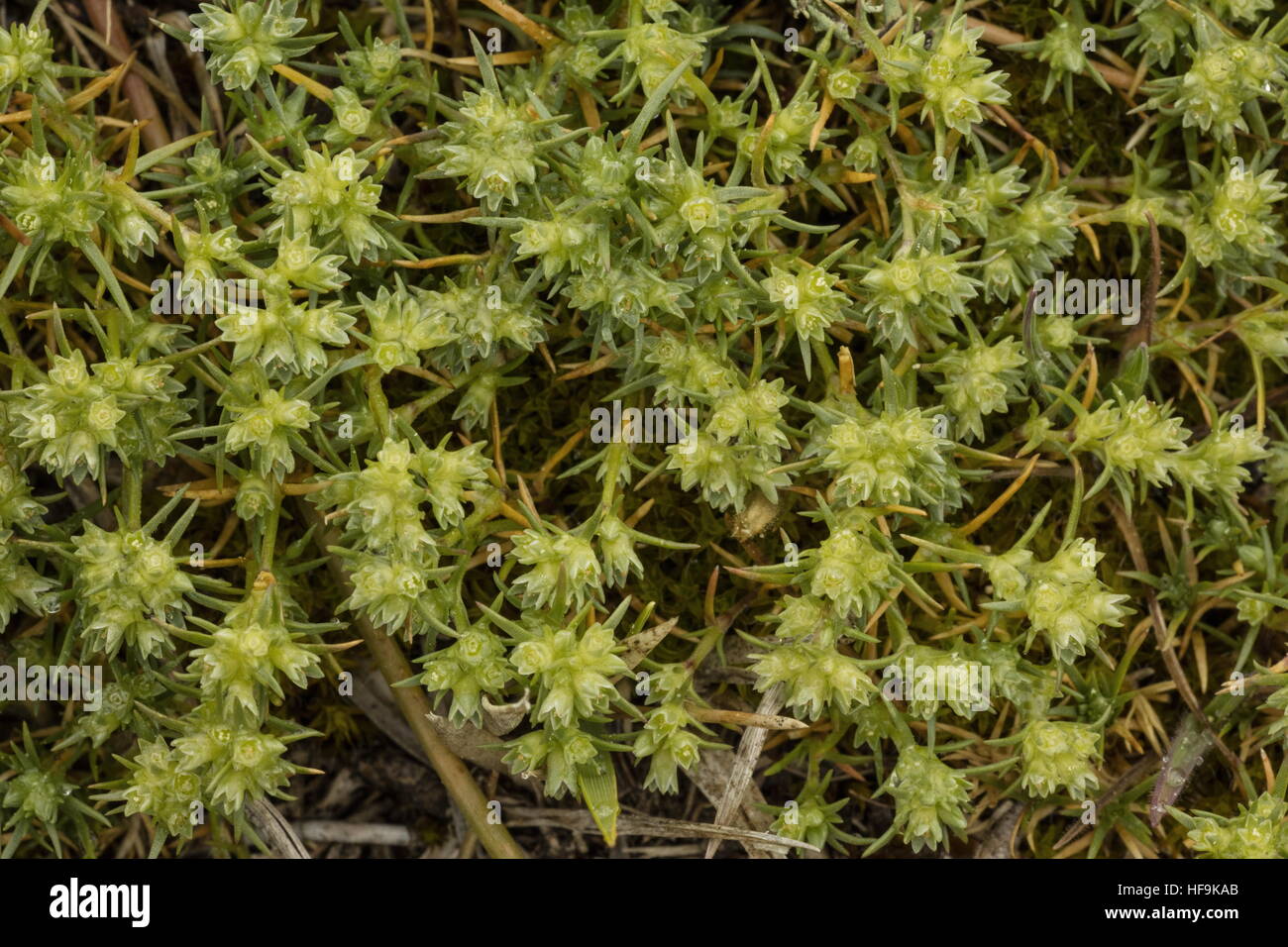 Eine mehrjährige Knawel, Scleranthus Perennis Subspecies Burnatii, endemisch in Südwesteuropa. Korsika. Stockfoto