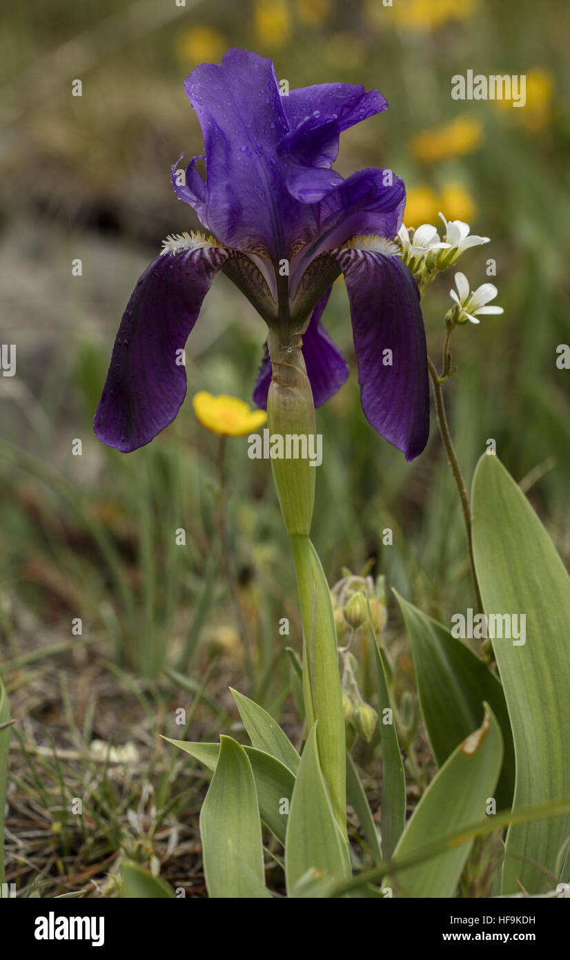 Garrigue Iris, Iris Lutescens SSP. Lutescens, blühen in den Alpen der Provence, Frankreich. Stockfoto