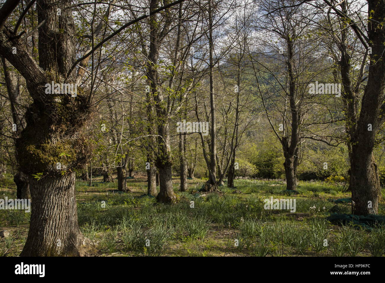 Verfing Sweet Chestnut Grove im Frühling in den Bergen von zentralen Korsika. Stockfoto