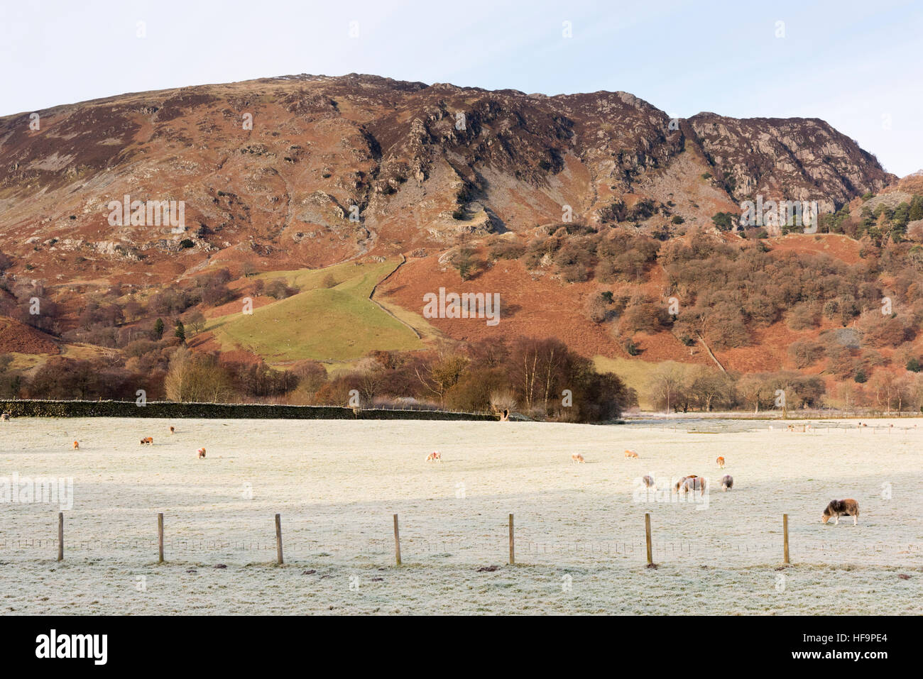 Herdwick Schafe grasen auf einer Wiese in Borrowdale Seenplatte Cumbria UK in einer Winterlandschaft Stockfoto