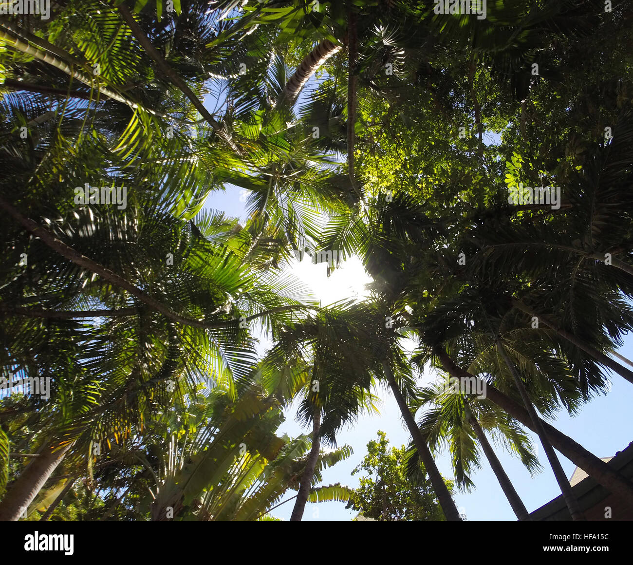 Die Sonne shinning durch Palmen. Stockfoto