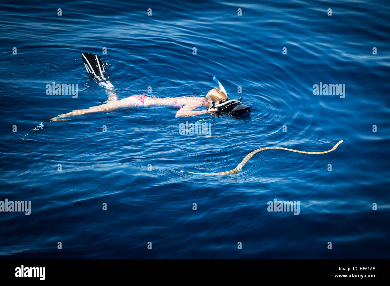 Seeschlange, Ningaloo Marine Park, Western Australia, Australia Stockfoto