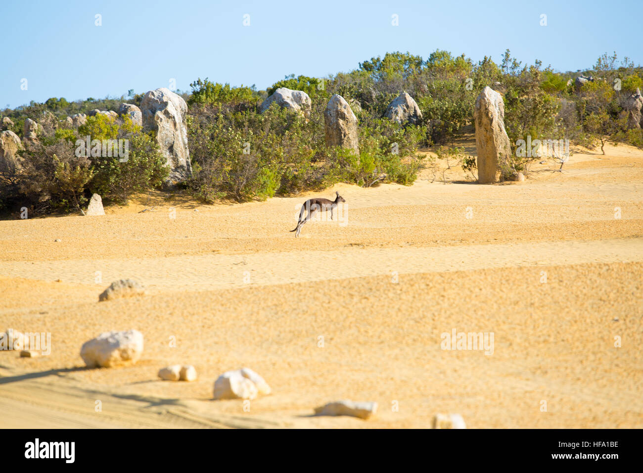 Känguru im Pinnacles Desert, Western Australia Stockfoto