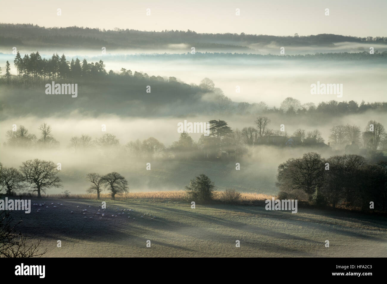 Newland's Corner in den Surrey Hills AONB, Großbritannien. Eine neblige Landschaft oder Landschaft am frühen Morgen im Winter oder dezember Stockfoto