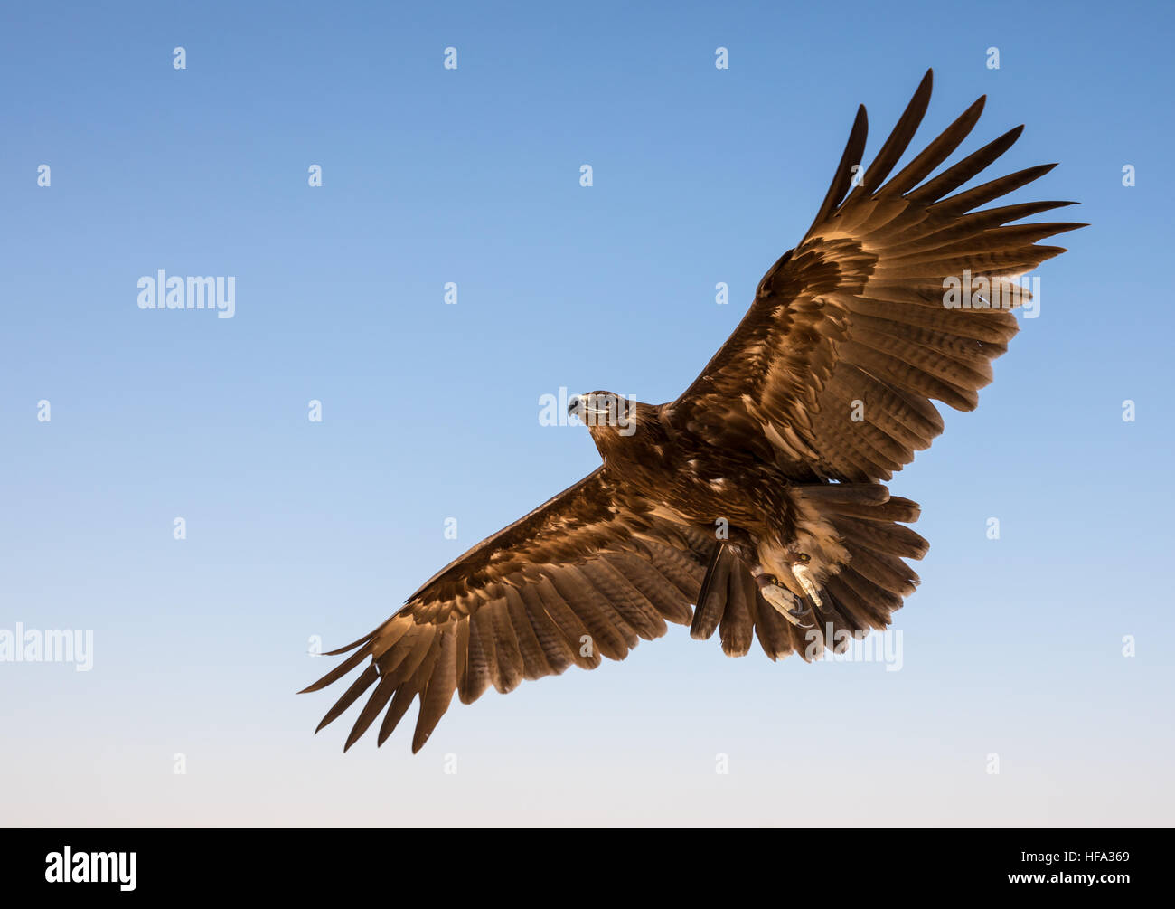 Schelladler (Clanga Clanga) während einer Wüste Falknerei-Show in Dubai, VAE. Stockfoto