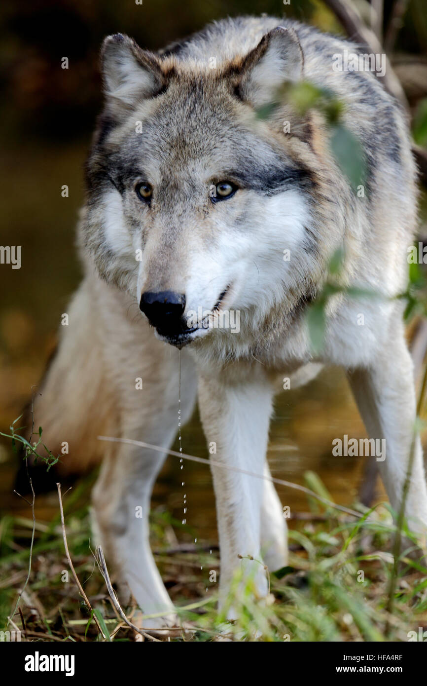 Ein Wolf starrte nach vorne gespannt Stockfoto