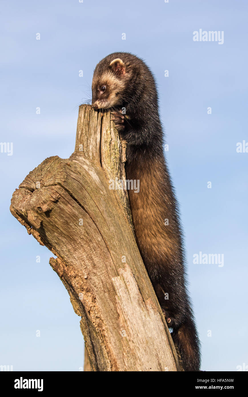 Iltis auf Baumstamm Stockfoto