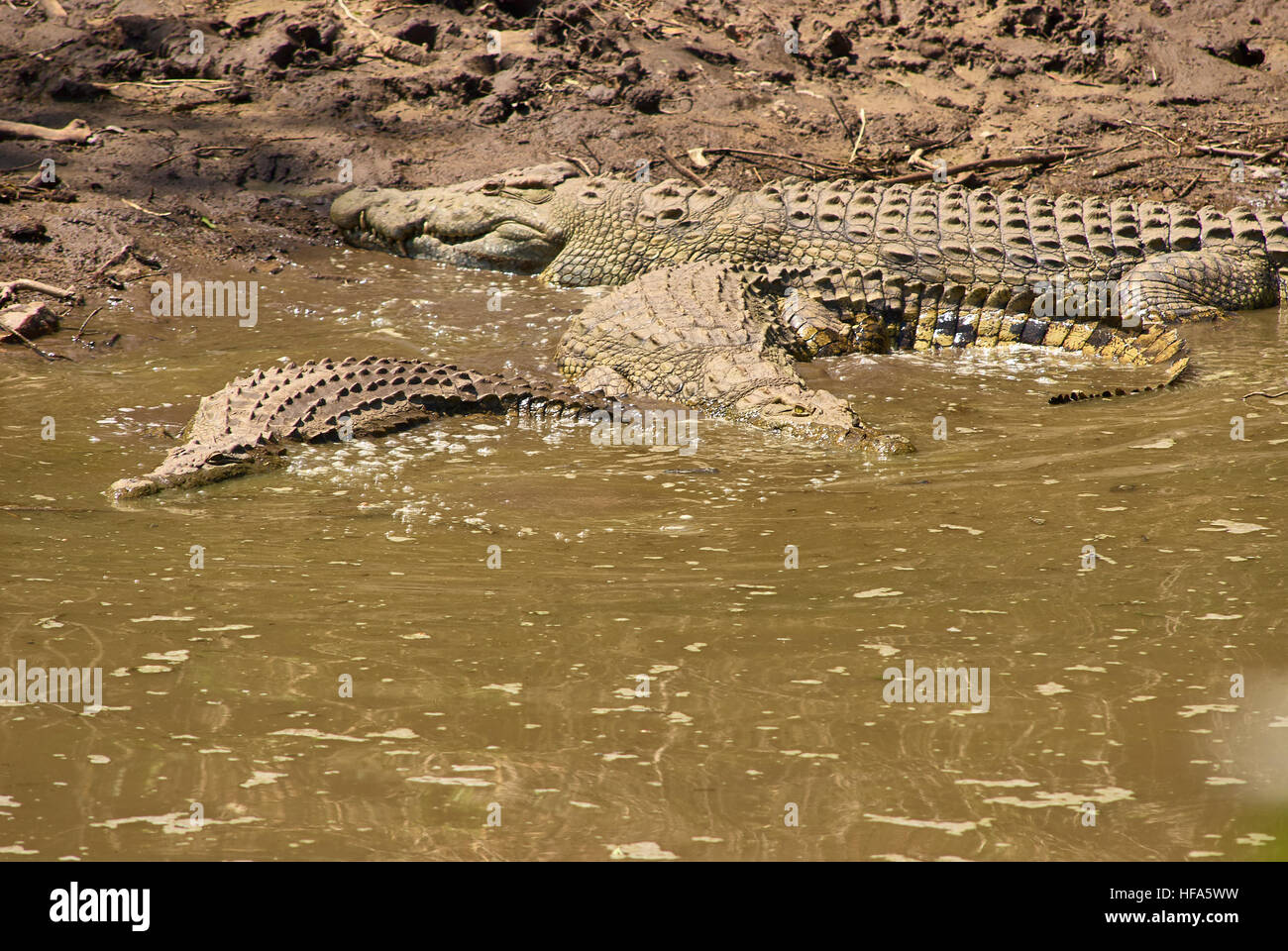 Große Krokodile in niedrigen Wasserstand Grumeti Fluss geduldig warten auf die nächste Wanderung der Gnus zu kommen Stockfoto