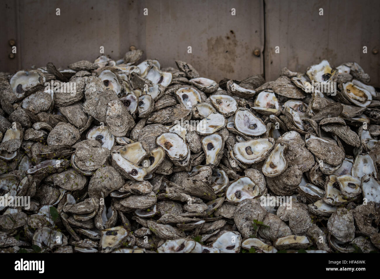 Austern Muscheln gegen Wand in einem industriellen Fischerei-Gebiet Stockfoto