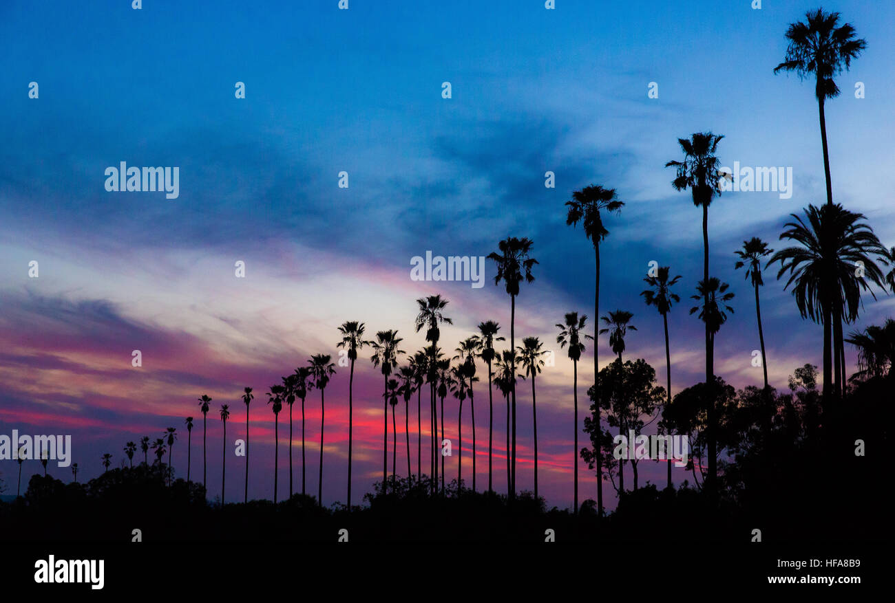 Palmen in der Silhouette gegen eine bunte, dramatische Einbruch der Dämmerung Himmel in Los Angeles, Kalifornien. Stockfoto