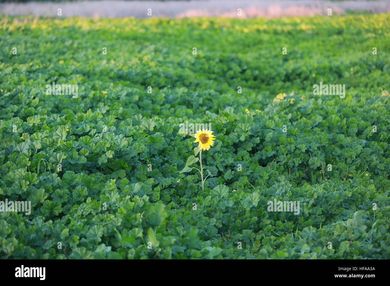 einsame Sonnenblume in einem Feld von Laub Stockfoto