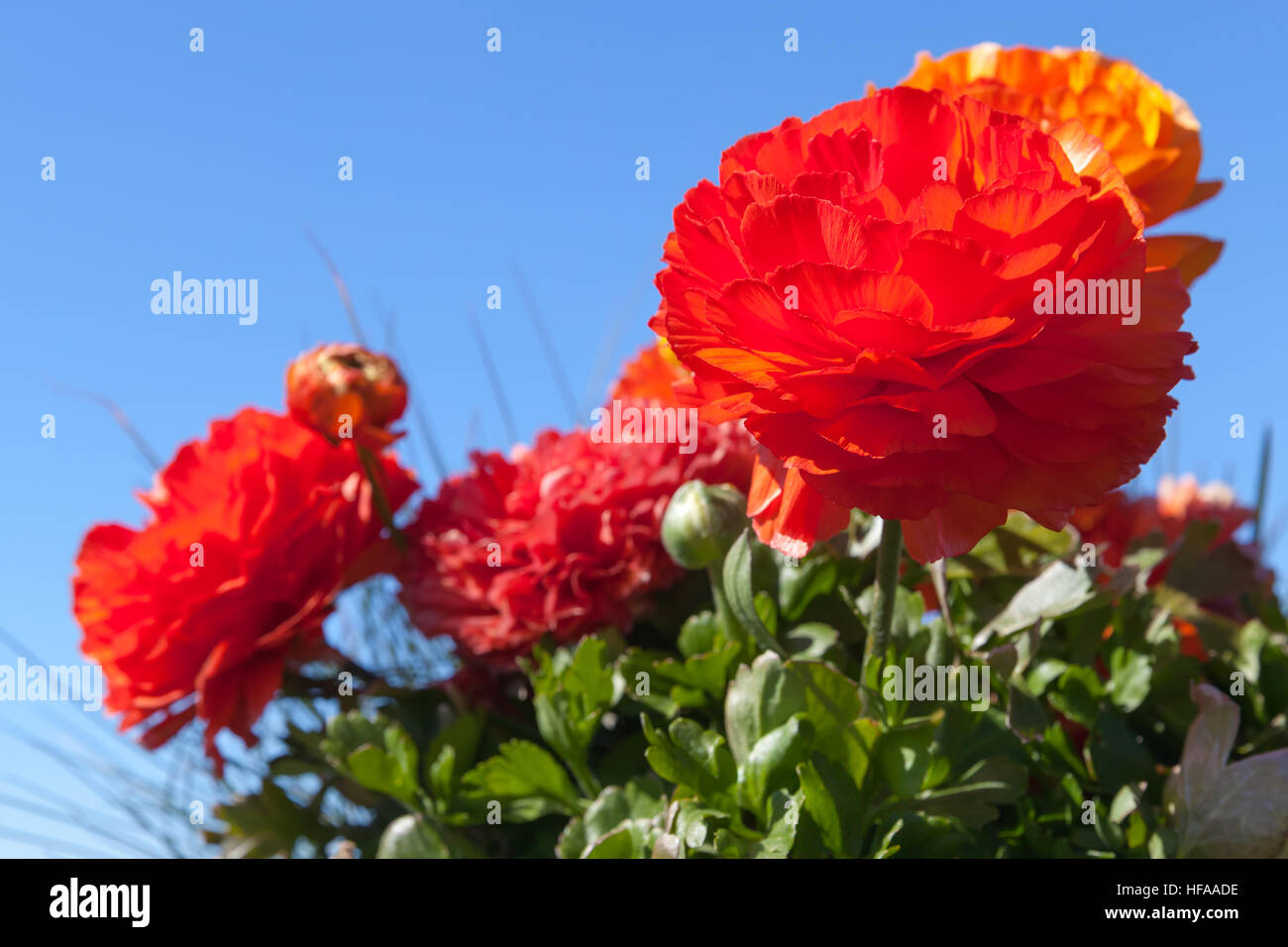 Leuchtend rote Pfingstrose Blumen über klaren blauen Himmelshintergrund Stockfoto