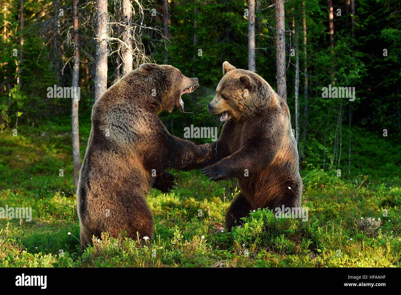 Bär zu kämpfen. Bären kämpfen. tierische Kampf. Stockfoto