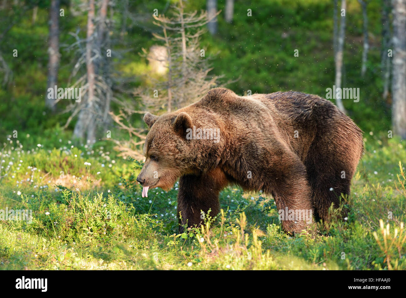 Braunbär Zunge hängt heraus Stockfoto