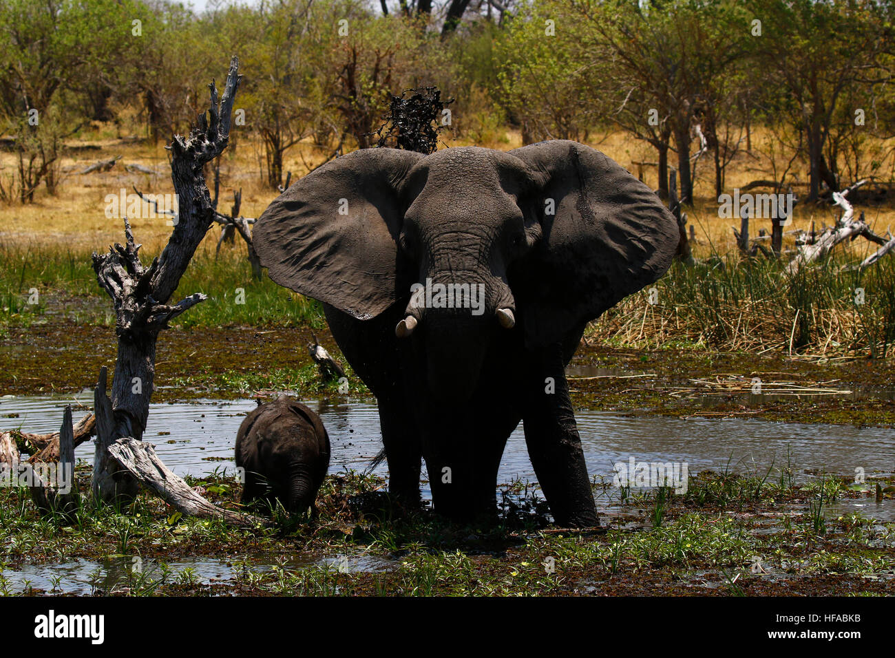 Matriarchin afrikanischen Elefanten mit ihren niedlichen Baby & der Rest der Herde in Anwesenheit Stockfoto
