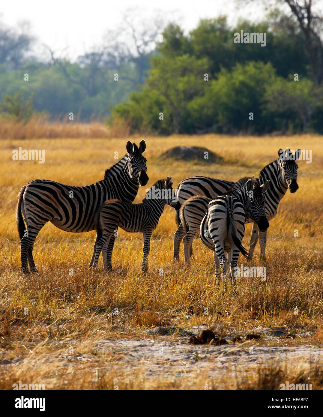 Afrikanischen Ebenen Zebras auch bekannt als die Burchell oder gemeinsame Zebra & lokal bekannt als Quagga. Eine fast bedrohte Arten jetzt Stockfoto