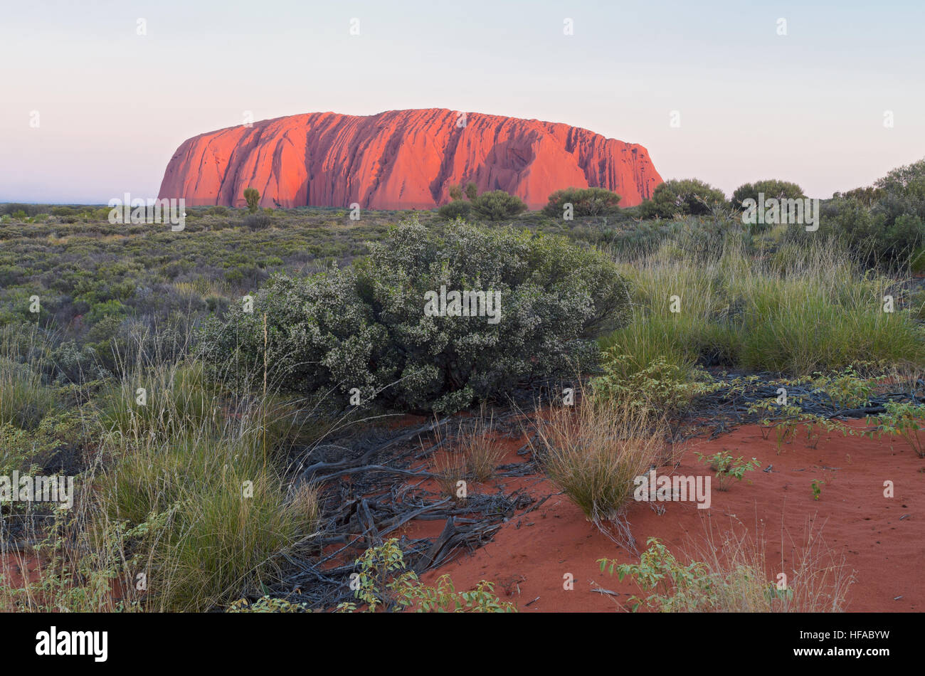 früh morgens am Uluru Wahrzeichen und Wüstenflora gegen blauen Himmel im Nationalpark northern Territory Australien Stockfoto