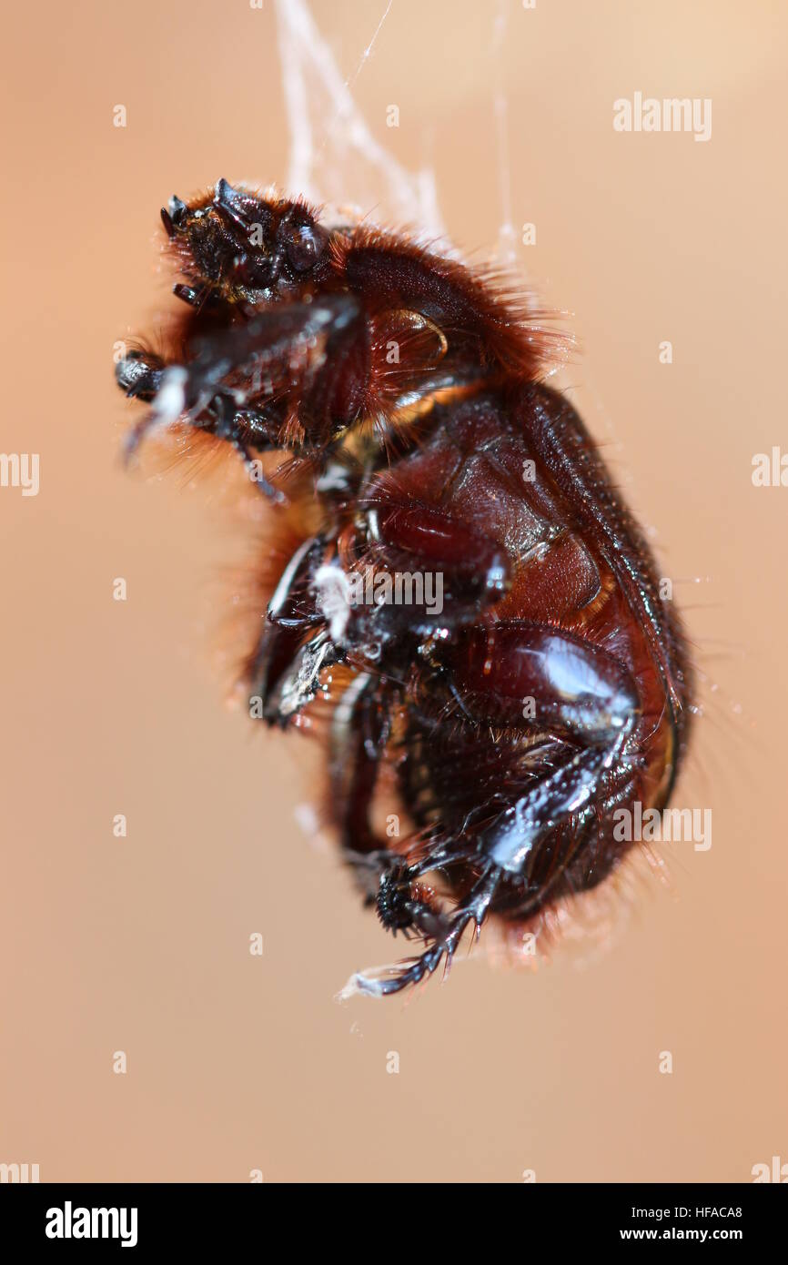 Live Käfer baumelte ein Spinnennetz Stockfoto