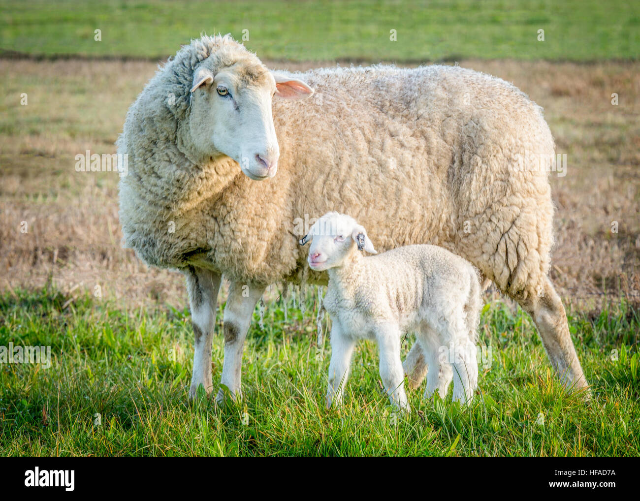 Schaf und Lamm stehend auf dem grünen Rasen Stockfoto