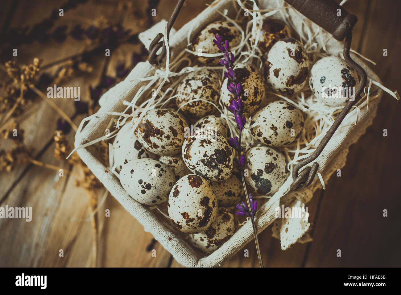 Wachteleier in einer gefütterten Drahtkorb, auf Stroh, mit Beige trockene Blumen und Lavendel Zweige auf Scheune Holz Hintergrund, Ostern, rustikal Stockfoto