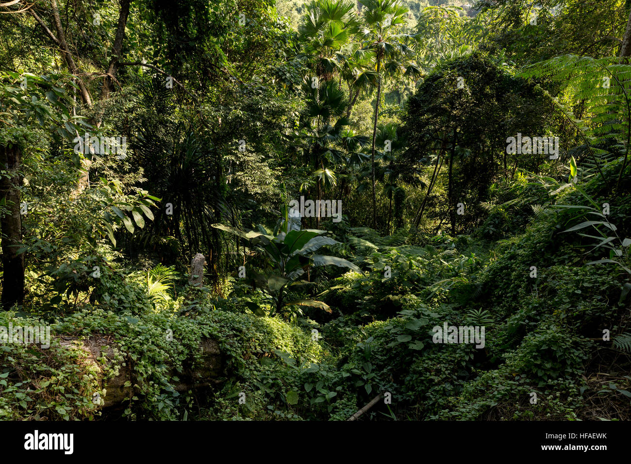 Landschaft Tirap District, Arunachal Pradesh, Indien Stockfoto