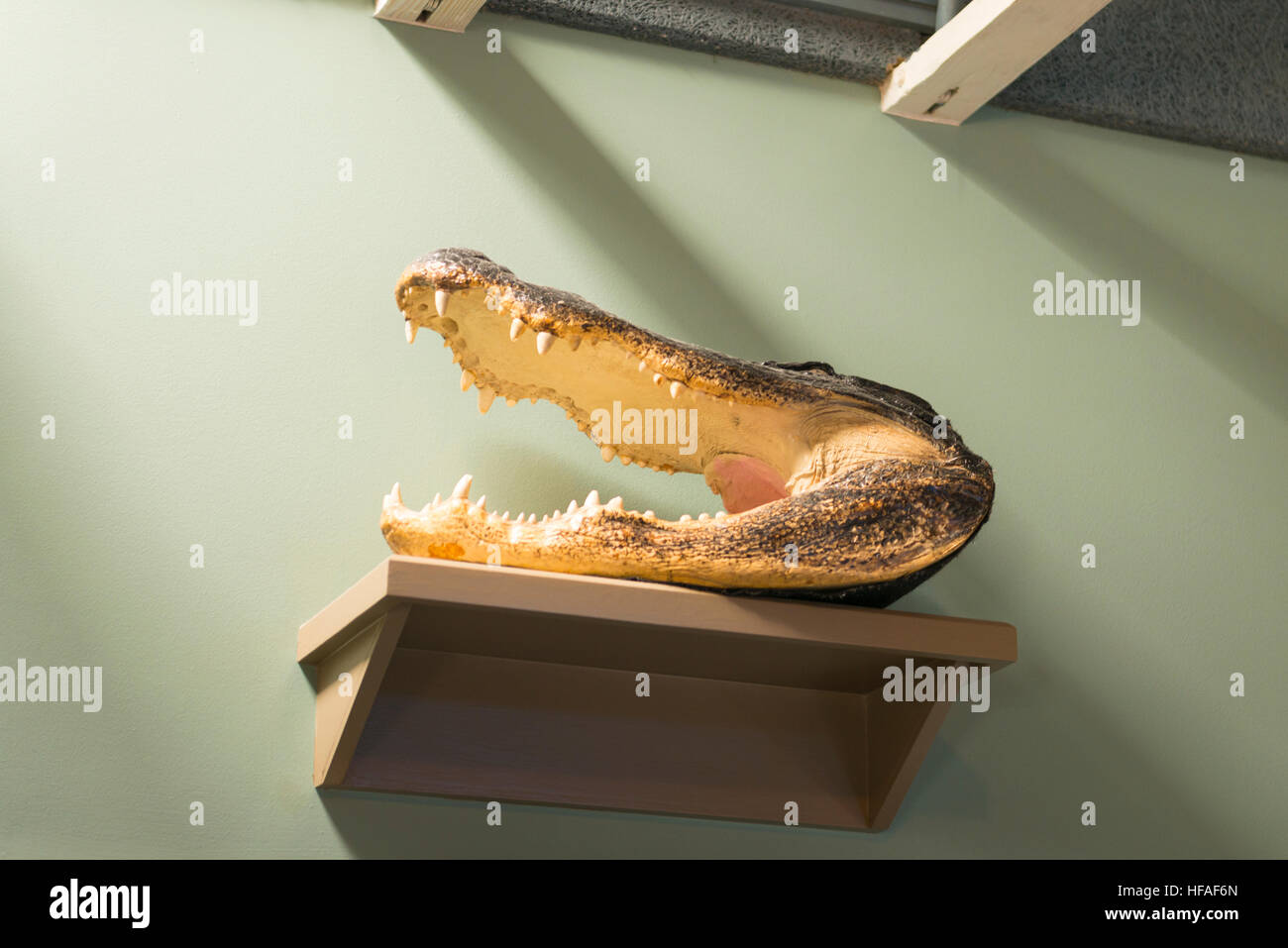 USA St. Augustine Florida Cracker Cafe Krokodil Kopf Spezialitätenrestaurant Clam Chowder Gator Tail Conch Fritters Krabbe Kugeln etc. Stockfoto