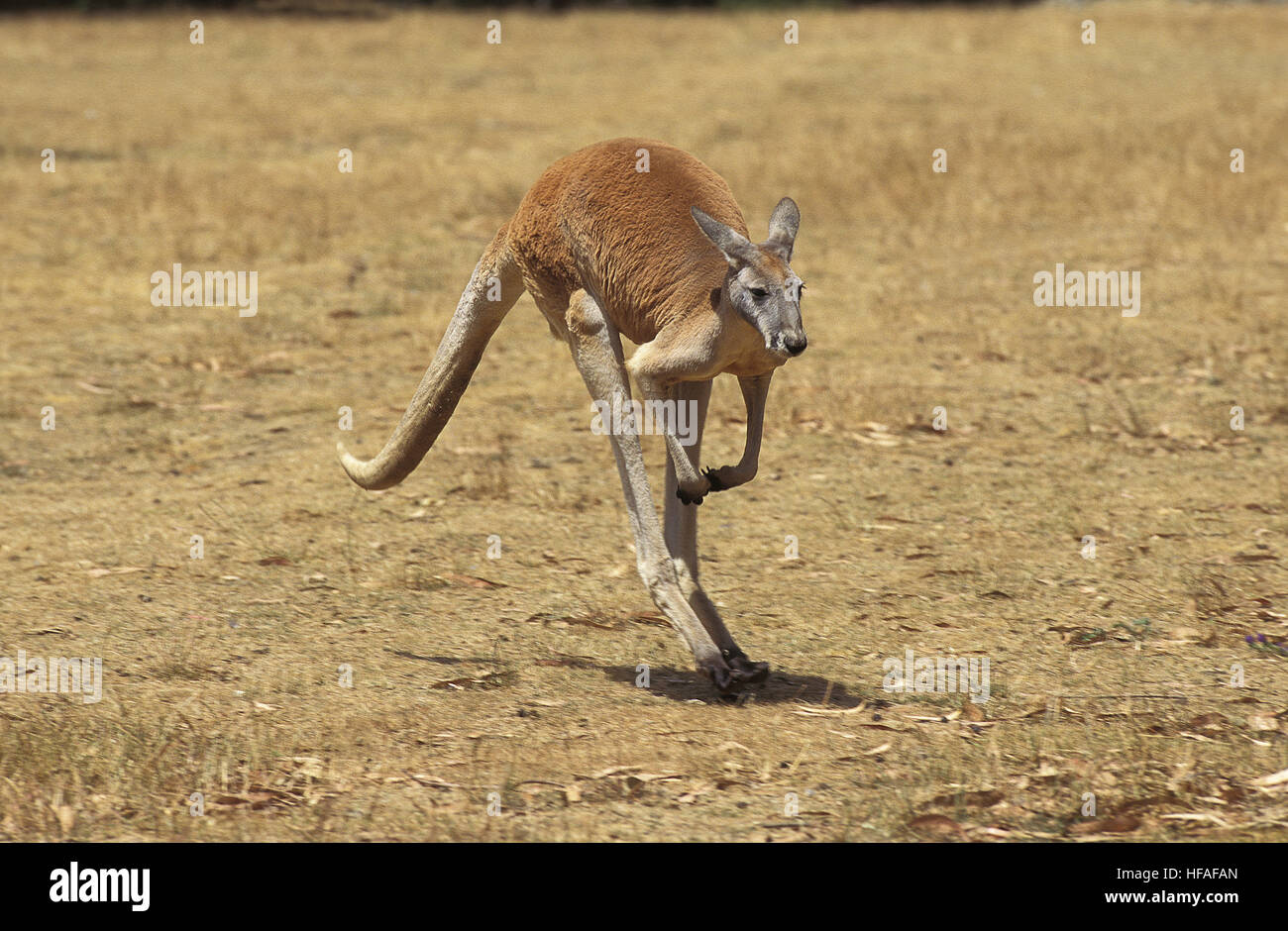 Red Kangaroo, Macropus Rufus, Männlich, Deutschland Stockfoto