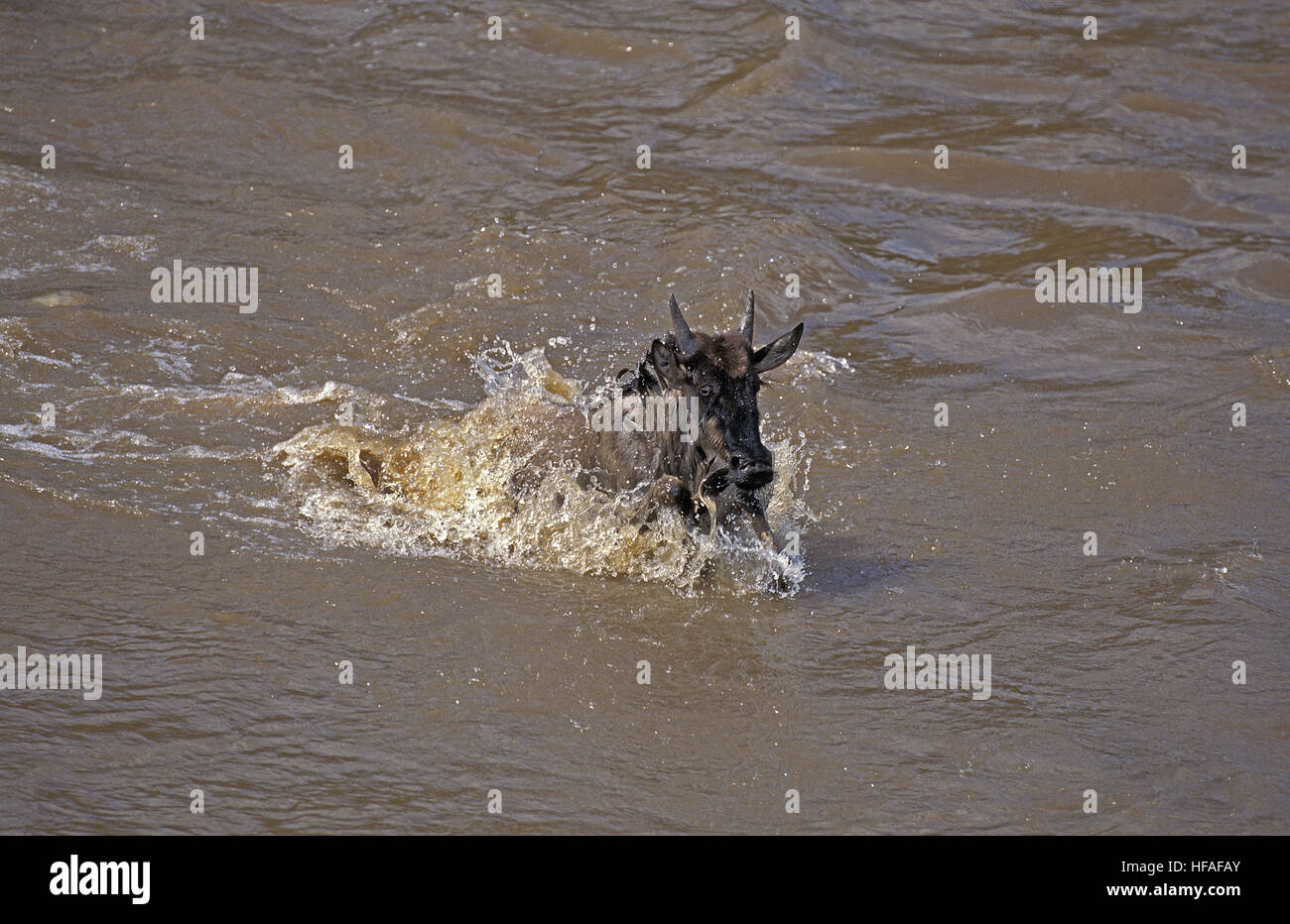 Gnus, Connochaetes Taurinus, Mara Fluss überquert, während der Migration, Masai Mara-Park in Kenia Stockfoto
