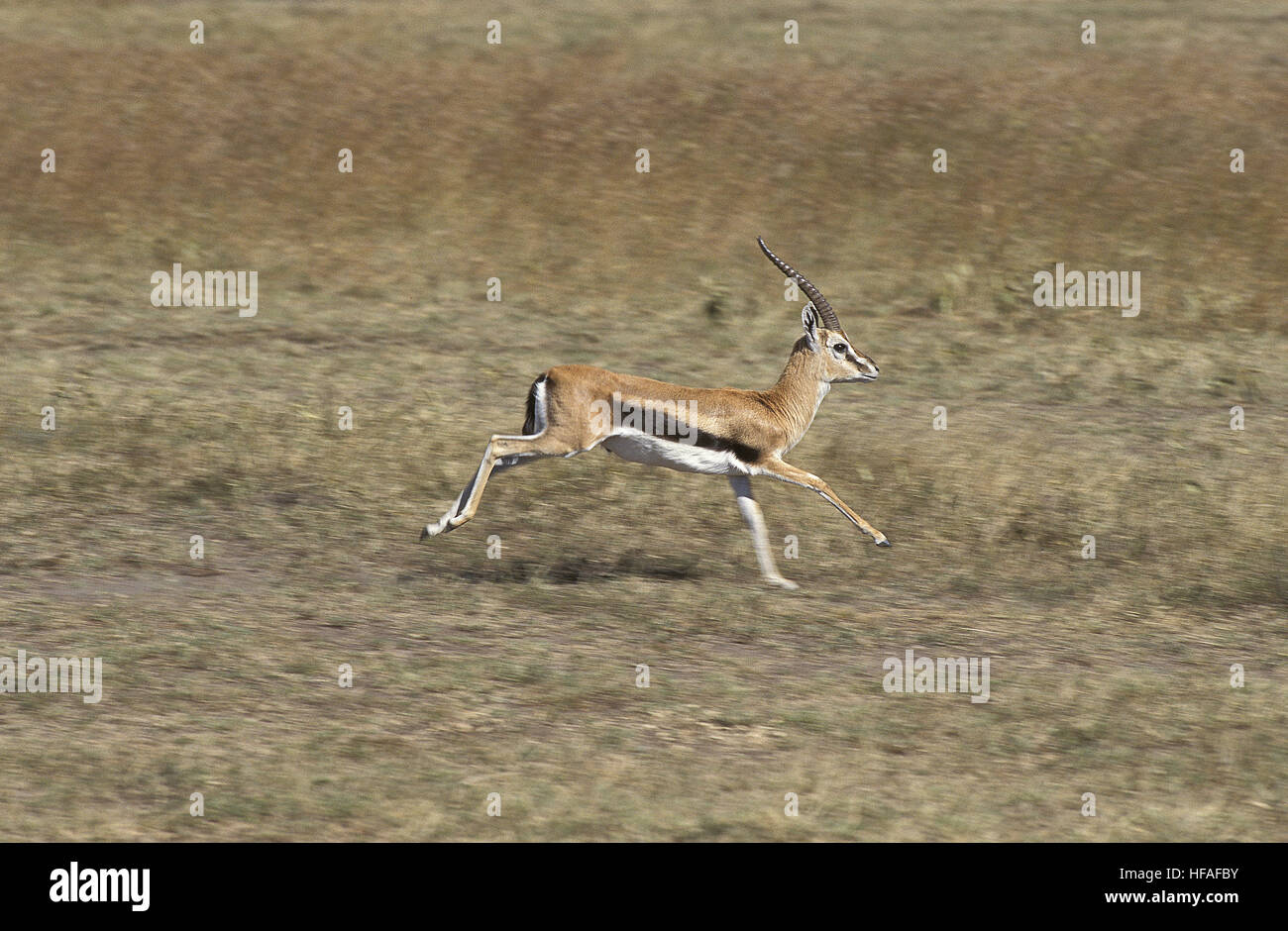 Thomson es Gazelle, Gazella Thomsoni, Male ausgeführt, Masai Mara-Park in Kenia Stockfoto