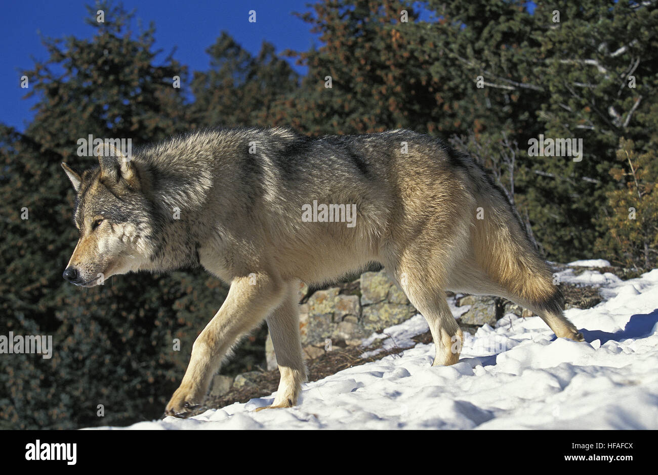 North American Grey Wolf, Canis Lupus Occidentalis, Erwachsenen gehen auf Schnee, Kanada Stockfoto