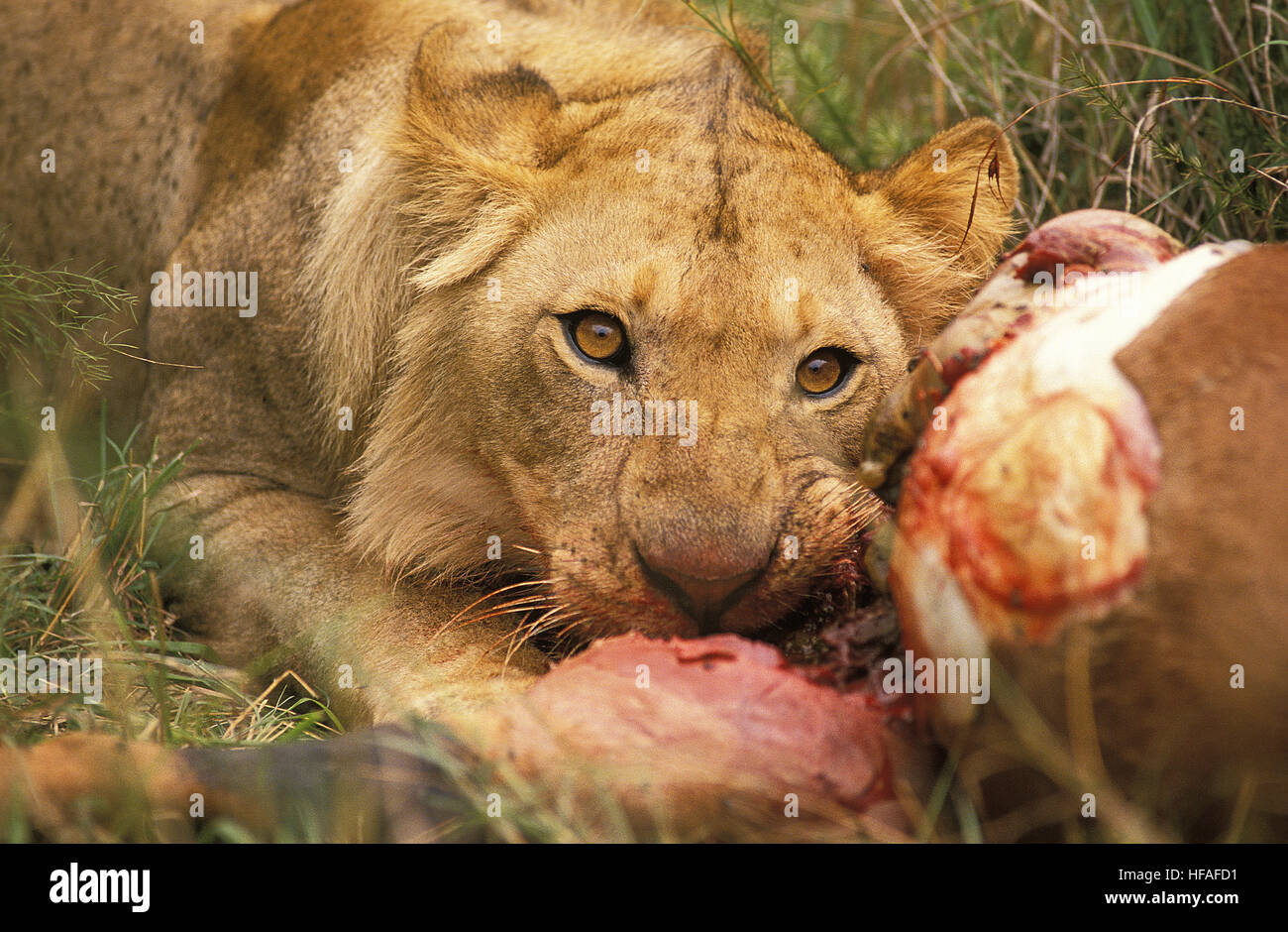 African Lion, Panthera Leo, Weiblich auf einem Kill, ein Topi Masai Mara Park in Kenia Stockfoto