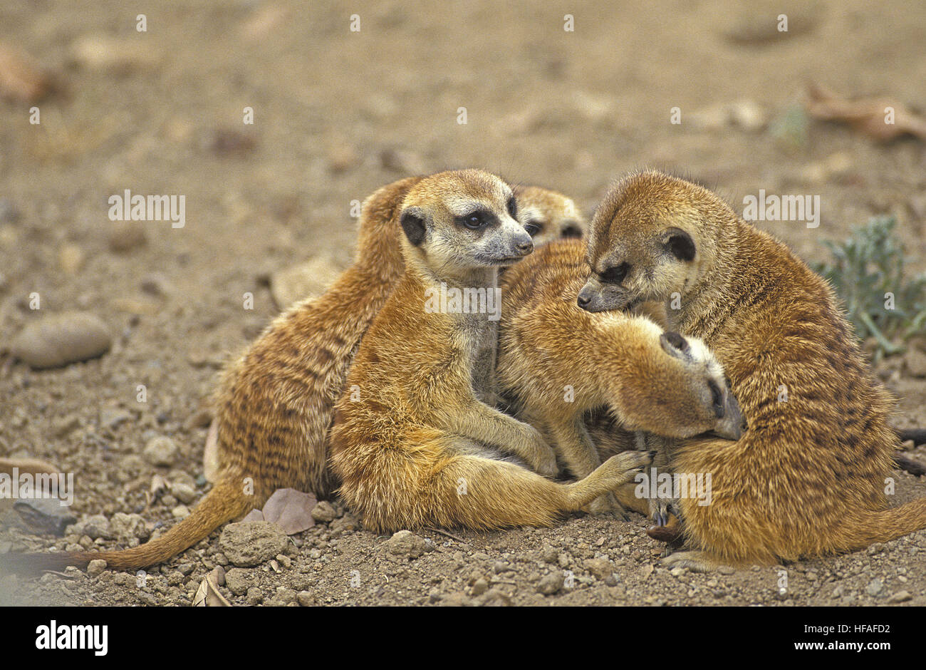 Erdmännchen Suricata Suricatta, Mutter und jung Stockfoto