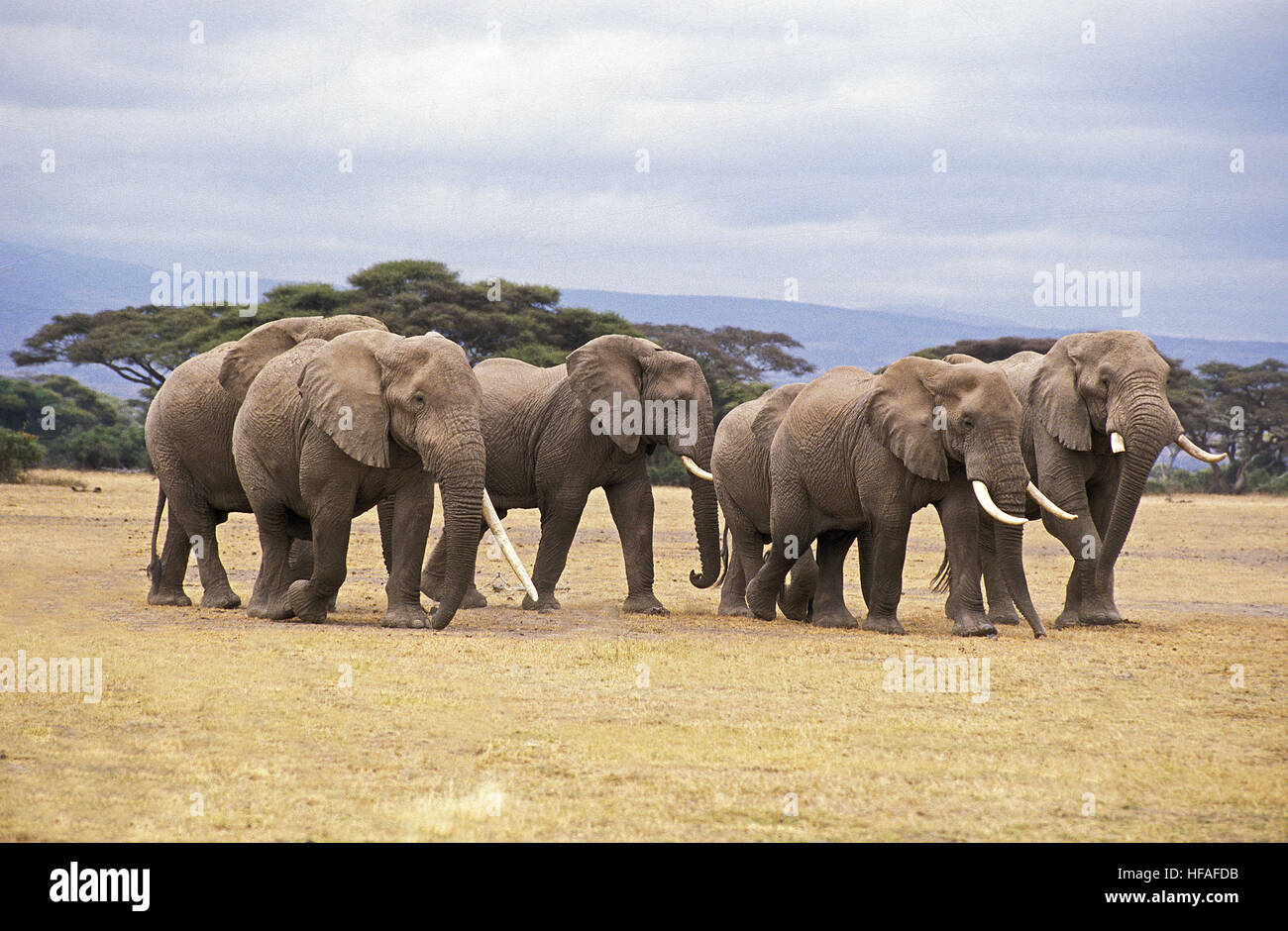 Afrikanischer Elefant, Loxodonta Africana, Herde im Masai Mara-Park in Kenia Stockfoto