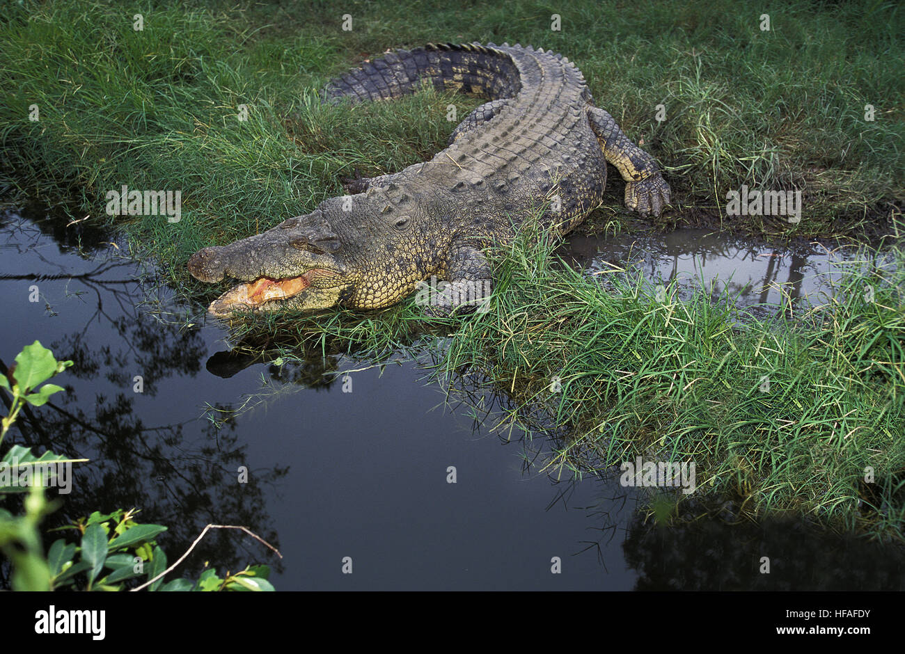 Australische Leistenkrokodil oder Leistenkrokodil, Crocodylus Porosus, Erwachsene mit offenem Mund Regulating Körper Temperatur, Australien Stockfoto