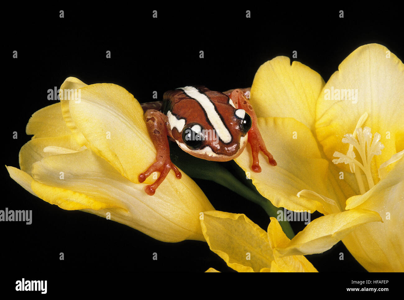 Frosch, Afrixalus SP in Blüte stehen. Stockfoto