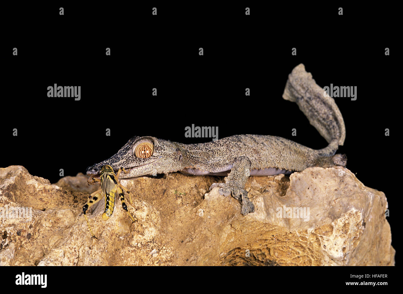 Blatt-Tailed Gecko Uroplatus Fimbriatus, Erwachsenen essen Insekten Stockfoto