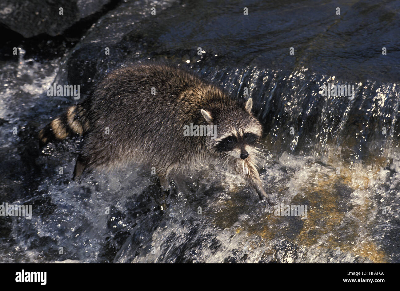 Waschbär, Procyon Lotor, Erwachsene Kreuzung Fluß Stockfoto