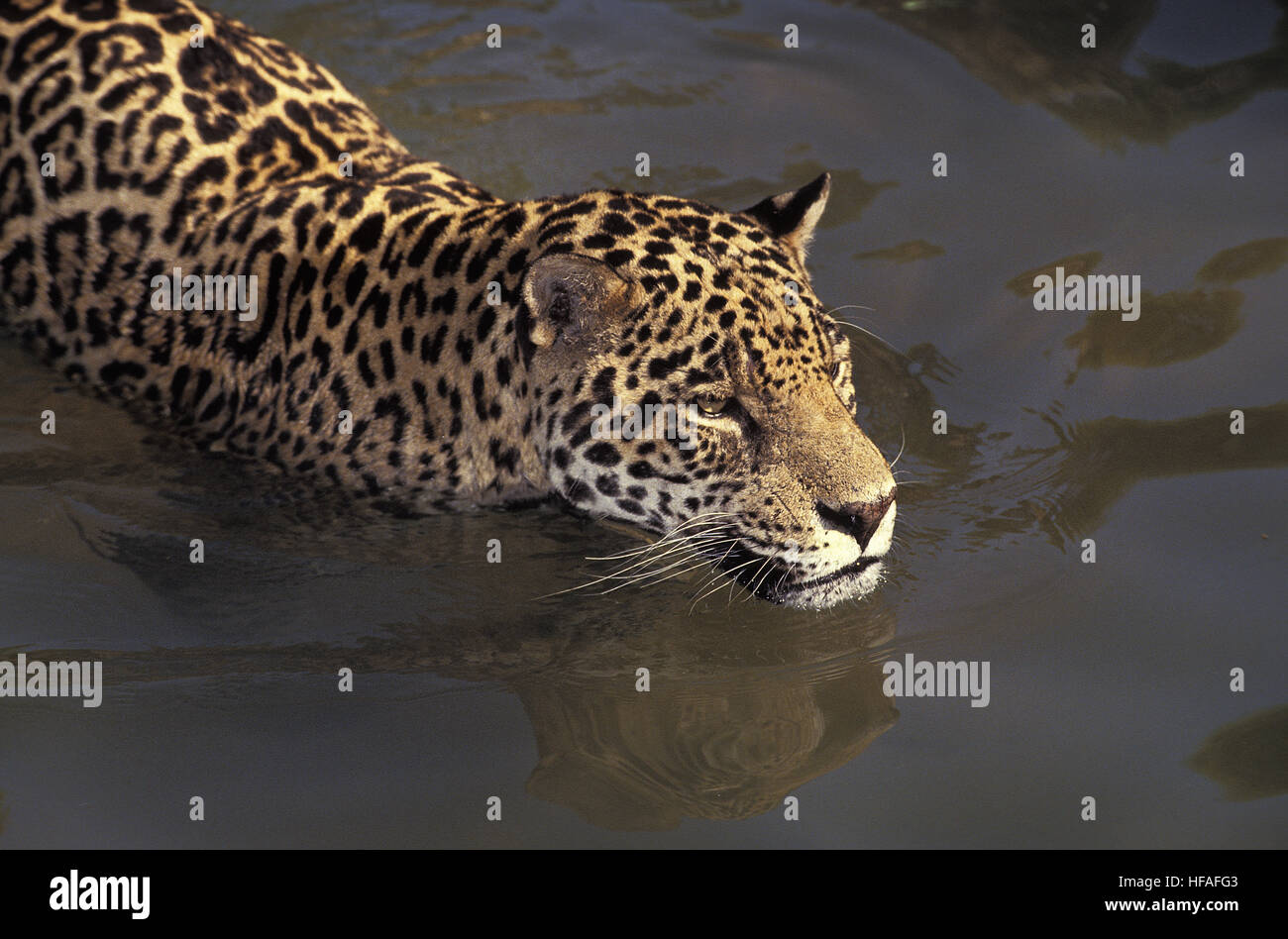 Jaguar, Panthera Onca Erwachsenen stehen im Wasser Stockfoto